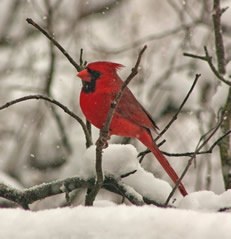 Winter